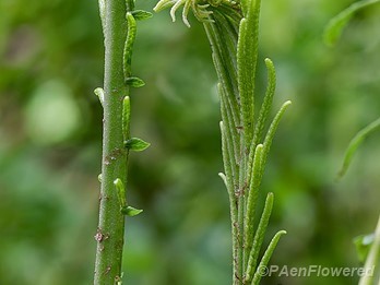 Developing fertile frond
